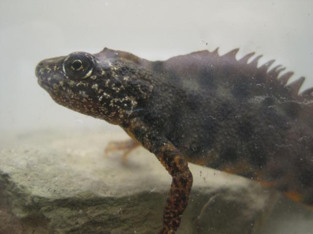 anfibi favolosi nel casentino